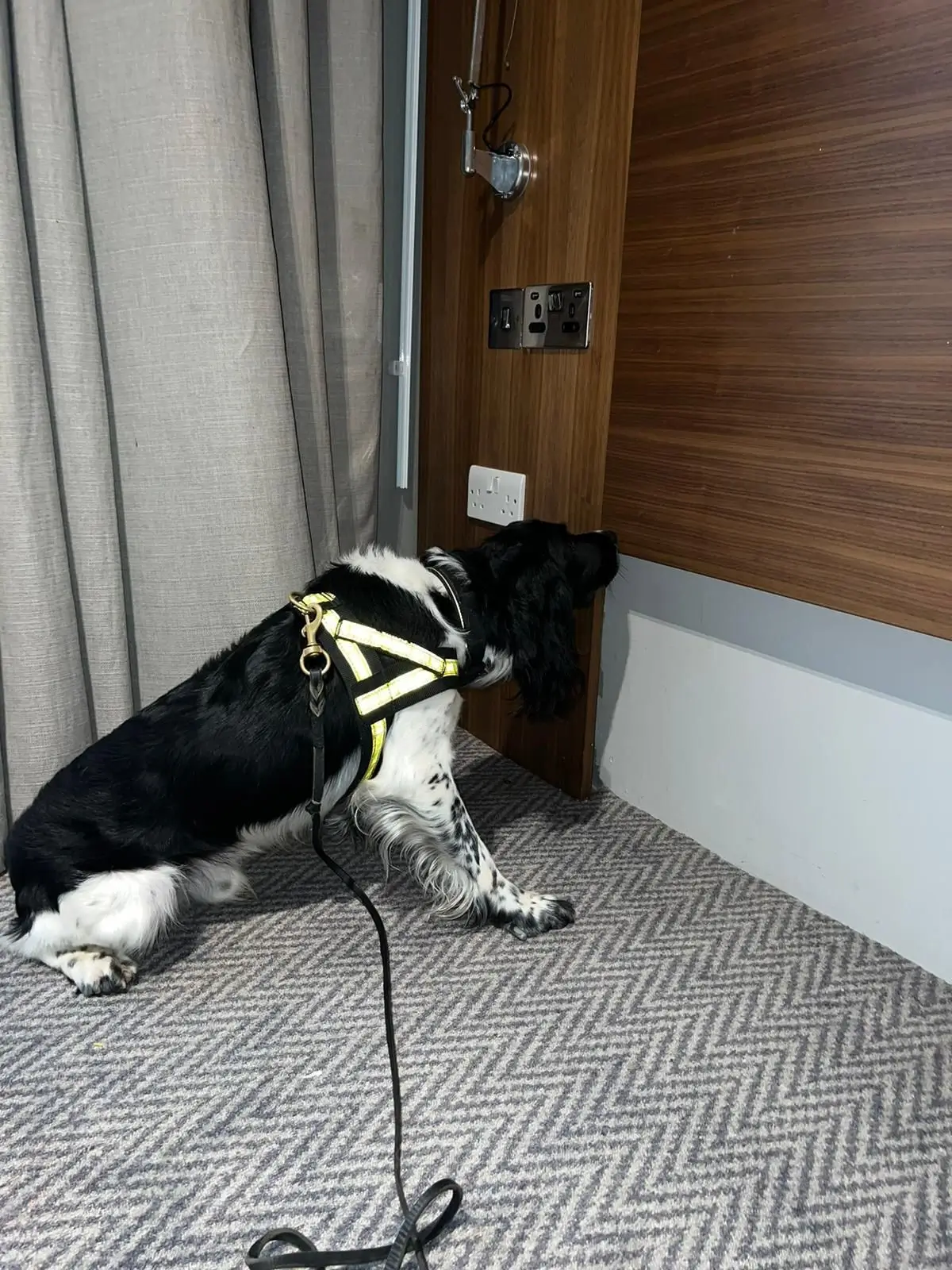 Bed Bug Detection UK